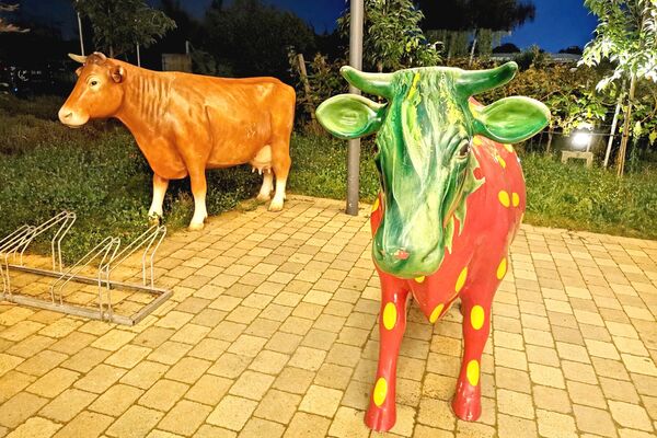 Zwei bunte Kühe stehen auf einem Hof.